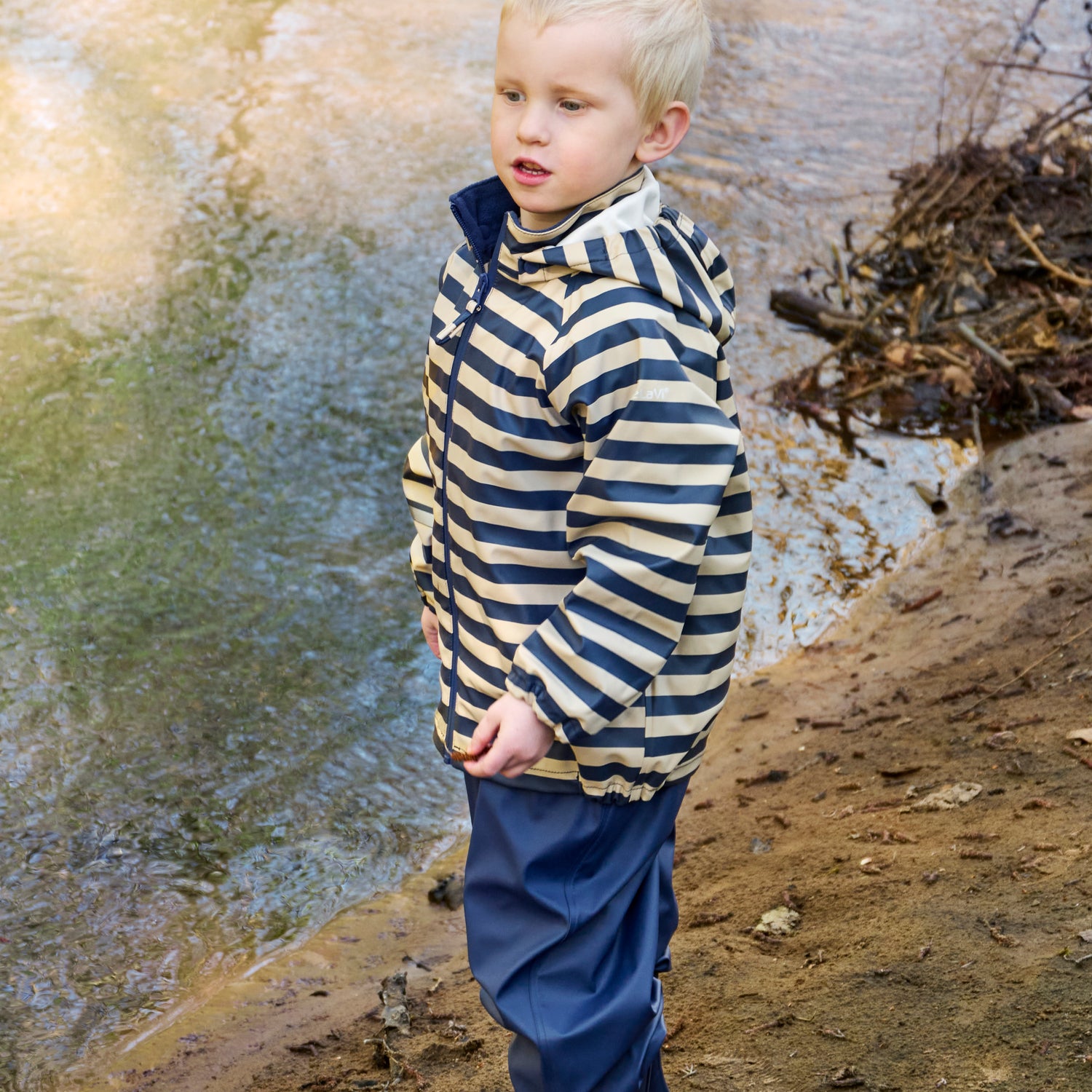 Regngalli röndóttur - Oceania